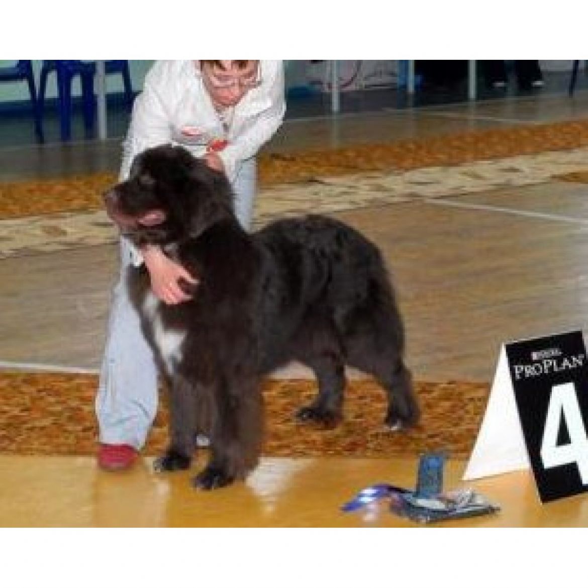 T Zena Koroleva Vojnov (25-01-2008)